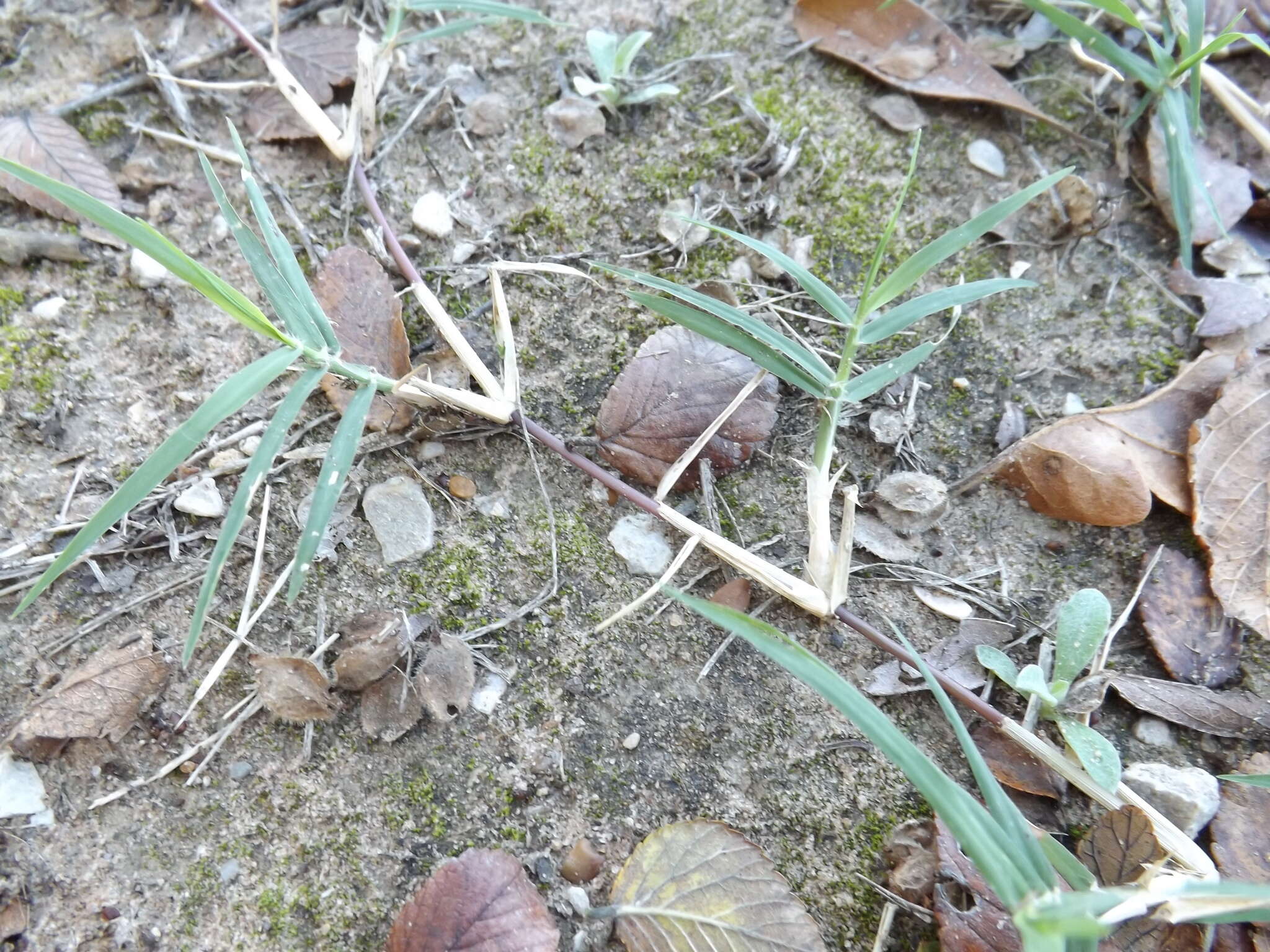 Image of Bermudagrass