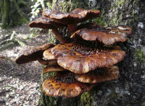 Plancia ëd Pholiota aurivella (Batsch) P. Kumm. 1871