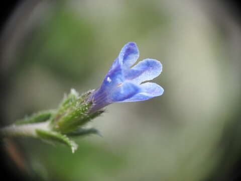 Image of Lithodora hispidula (Sm.) Griseb.