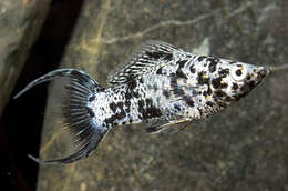 Image of Sailfin Molly