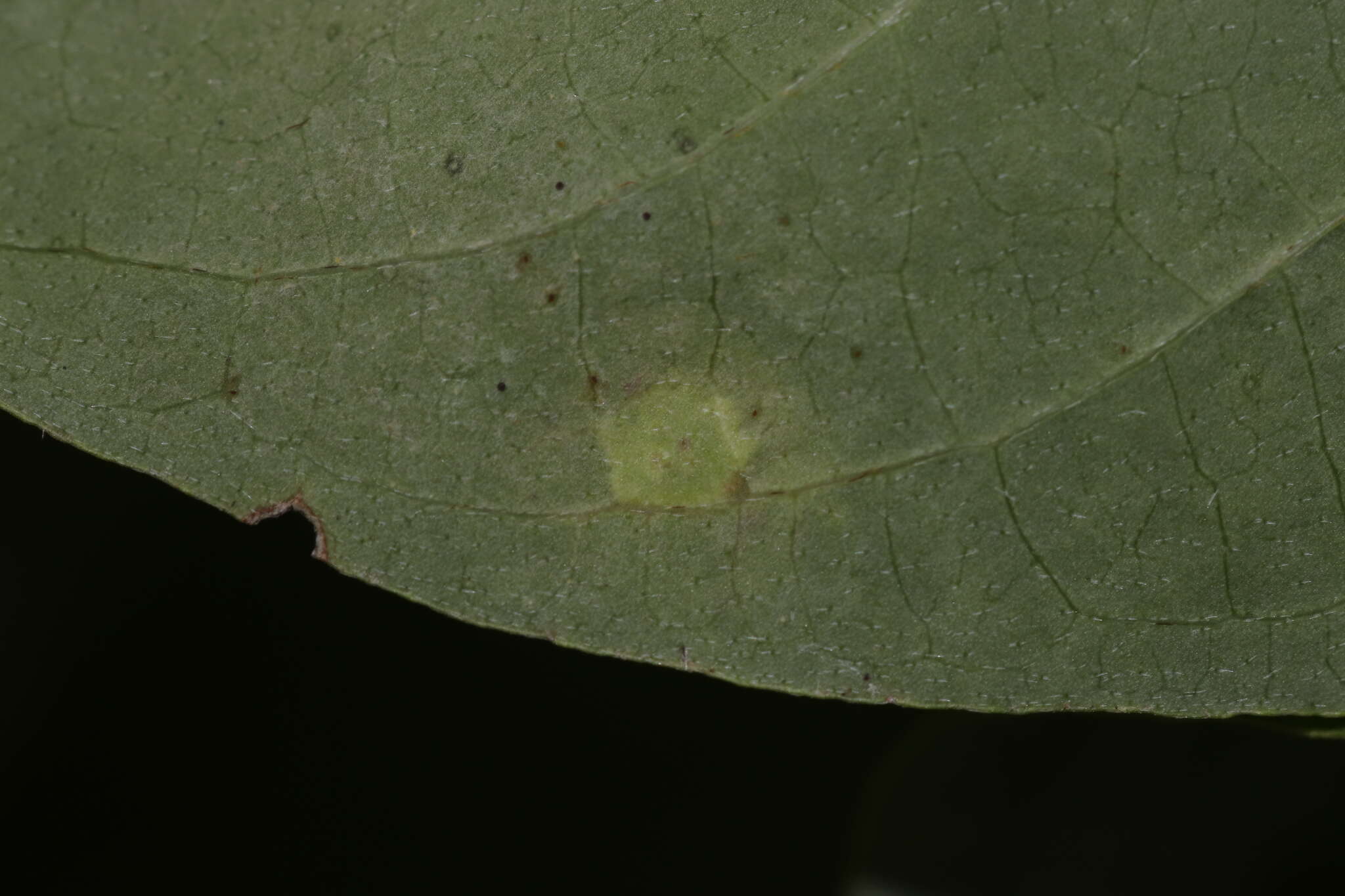 Image of Parallelodiplosis subtruncata (Felt 1907)