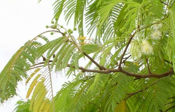 Plancia ëd Anadenanthera colubrina (Vell.) Brenan