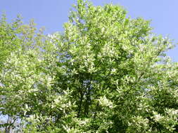 Image of black cherry