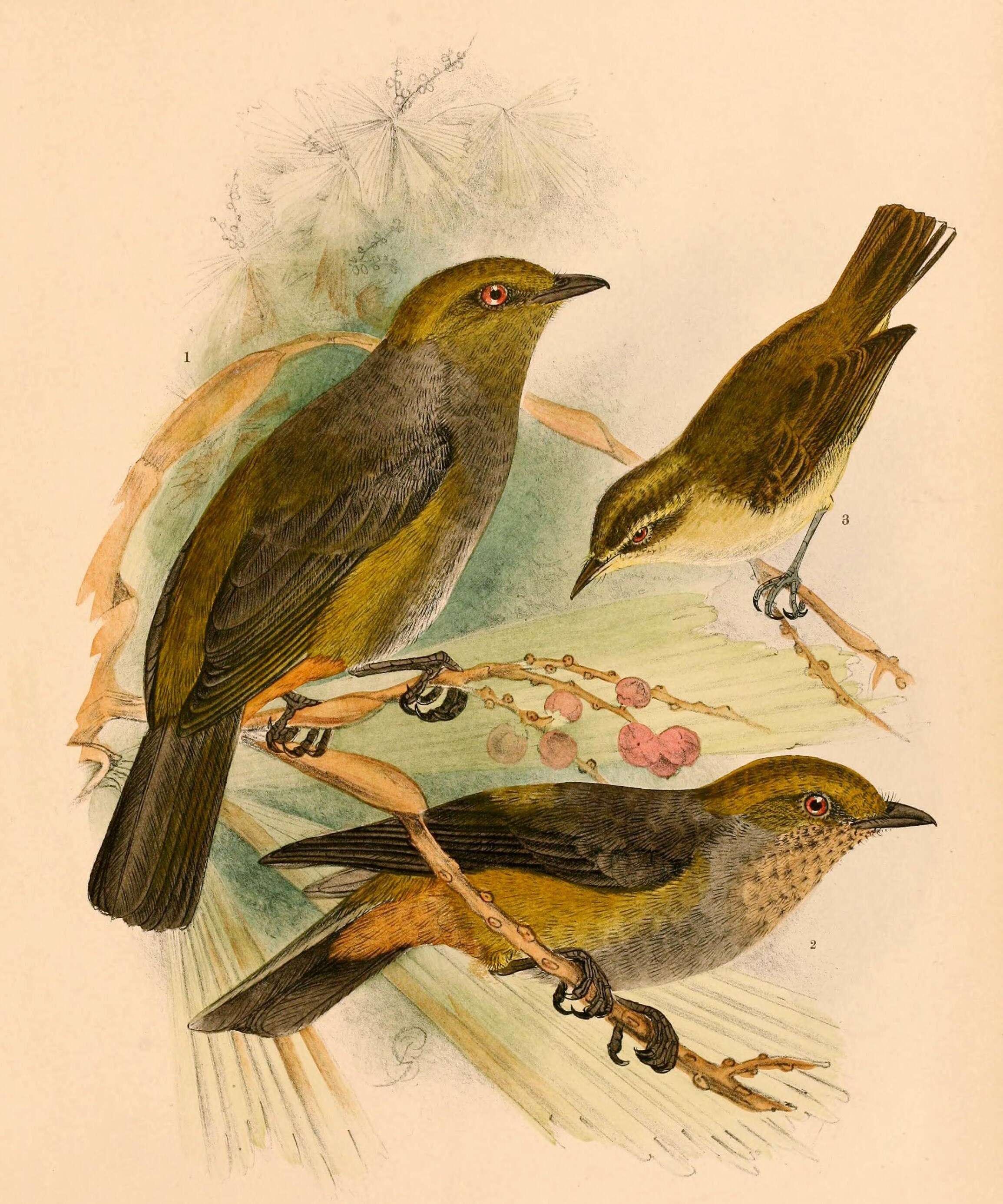 Image of Sulawesi Leaf Warbler