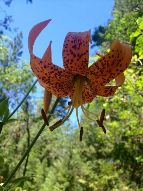 Слика од Lilium humboldtii subsp. humboldtii