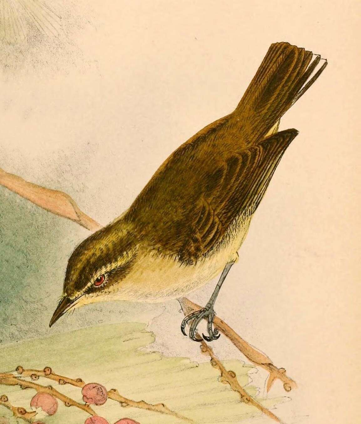 Image of Sulawesi Leaf Warbler