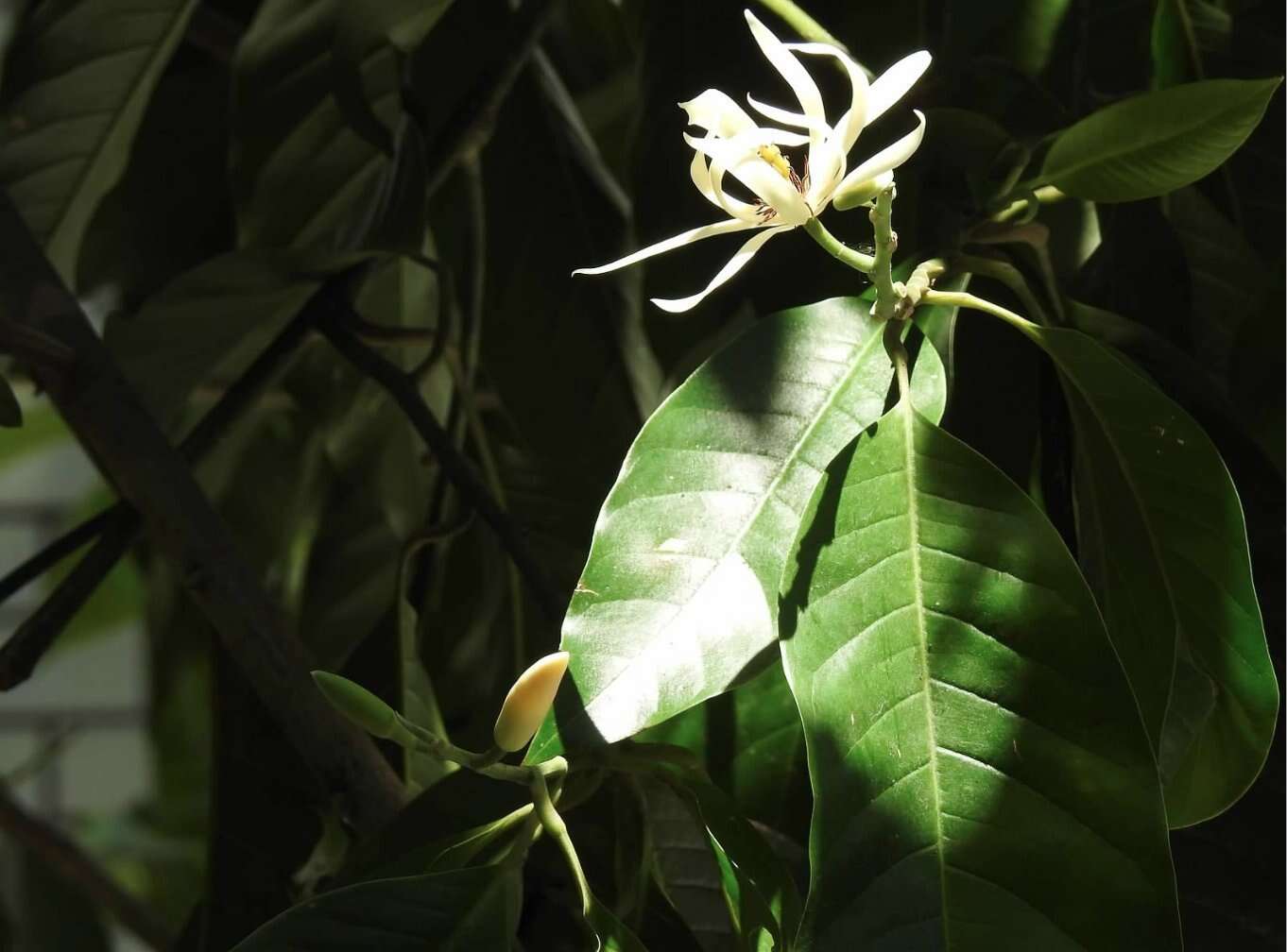 Image of Magnolia alba (DC.) Figlar