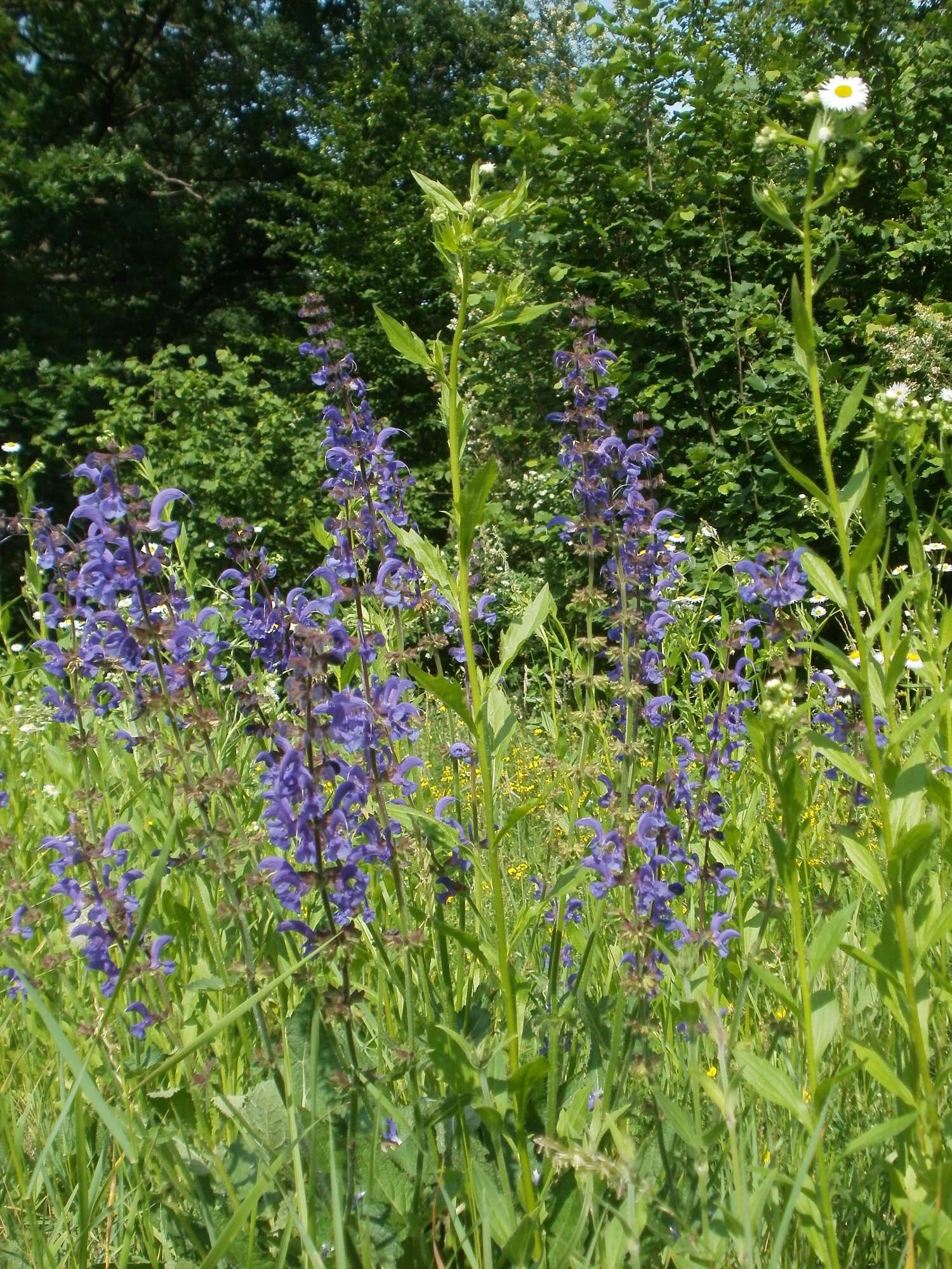 Imagem de Salvia pratensis L.