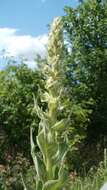 Image of Great Mullein