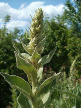 Image of Great Mullein