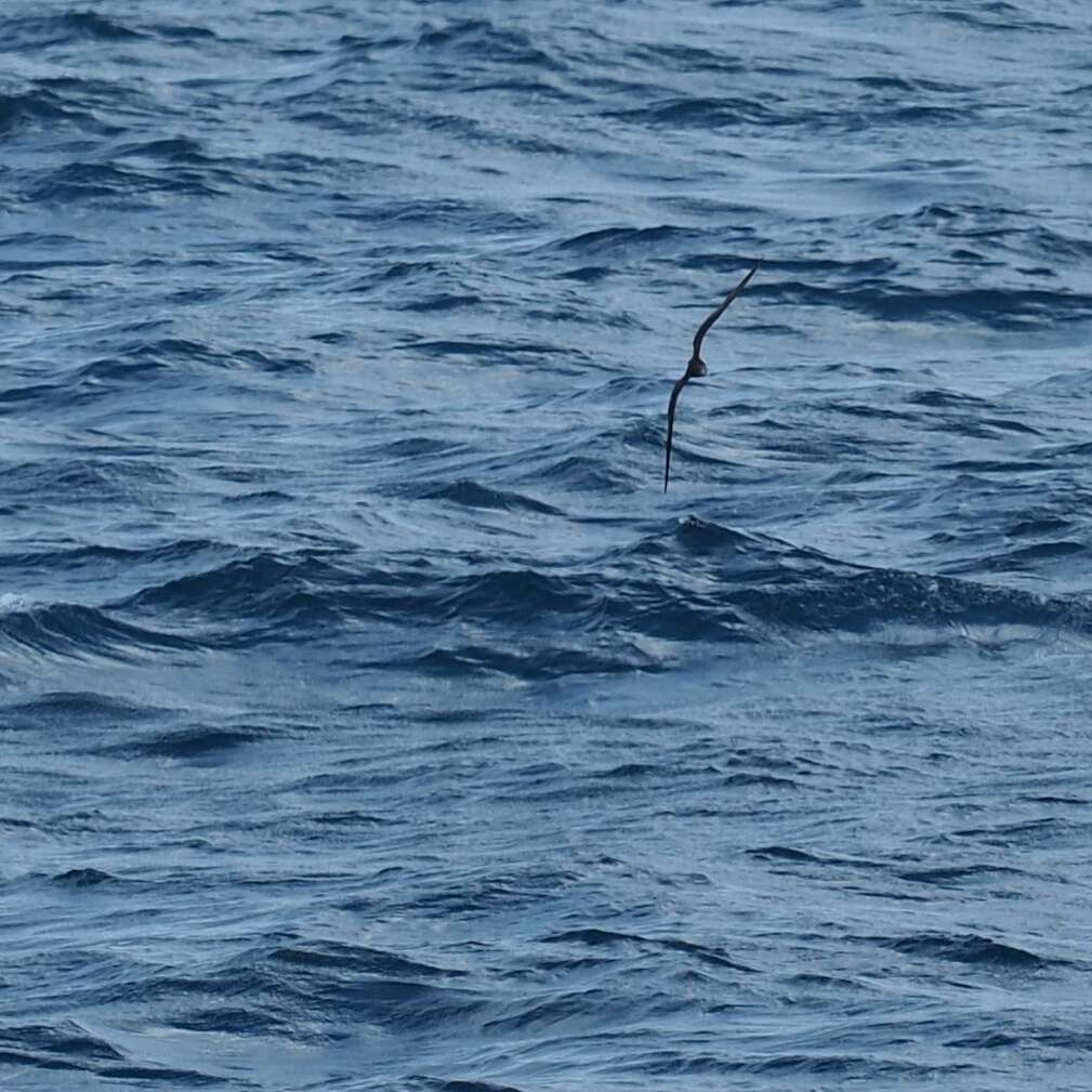 Image of Wedge-tailed Shearwater