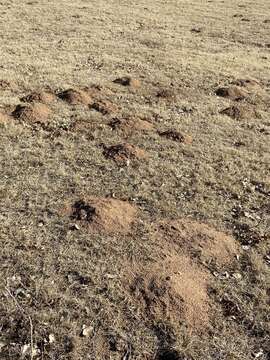 Image of Plains Pocket Gopher