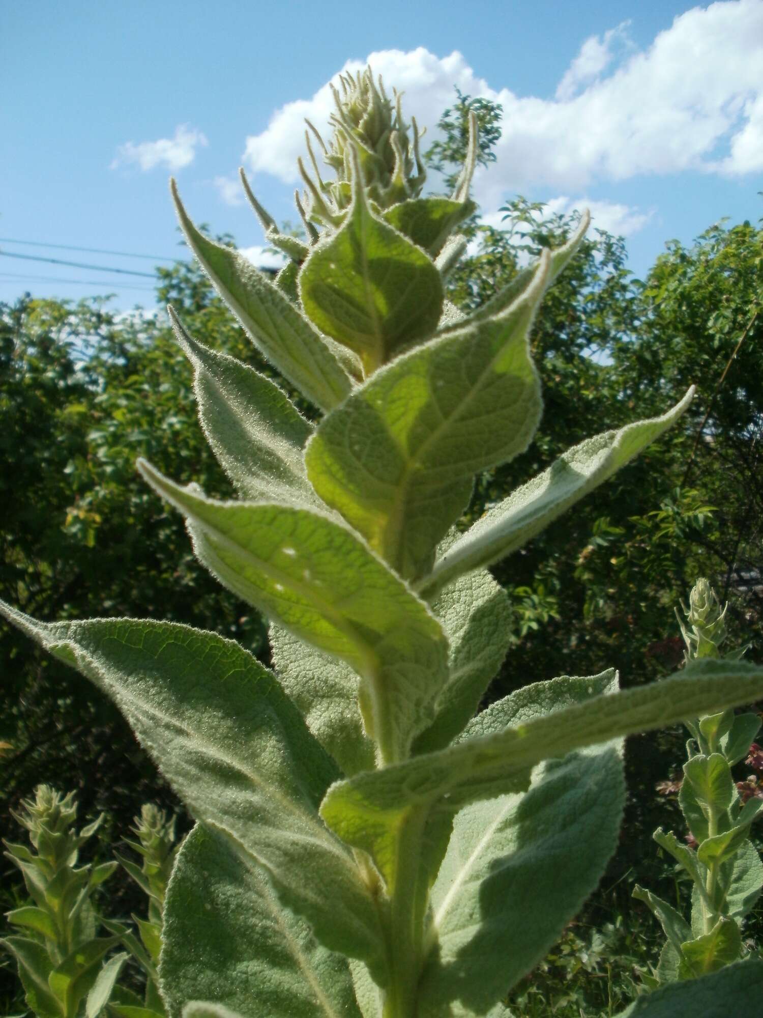 Image of Great Mullein