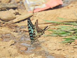 Image of Graphium antheus (Cramer (1779))