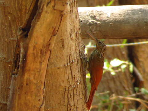 Image of Ivory-billed Woodcreeper