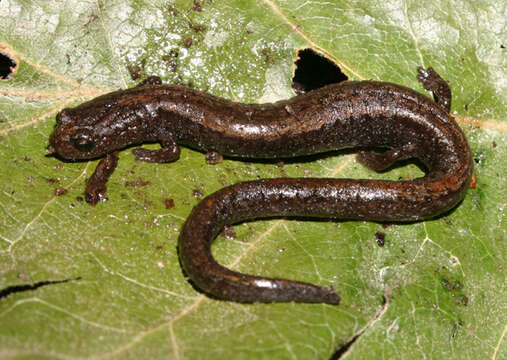 Image of Relictual slender salamander