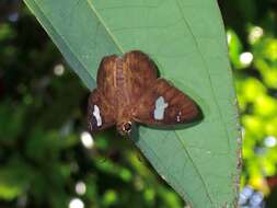 Celaenorrhinus asmara Butler 1879 resmi