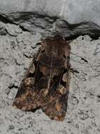 Orthosia gothica Linnaeus 1758 resmi