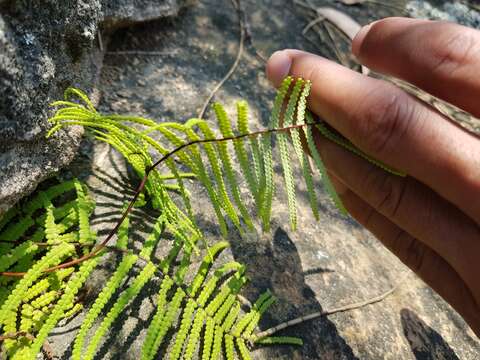 Image of Gleichenia rupestris R. Br.