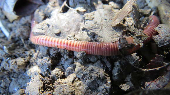 Image of Red wiggler, manure worm, soilution worm, brandling worm, english redworm