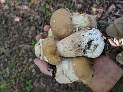 Image of Boletus atkinsonii Peck 1905