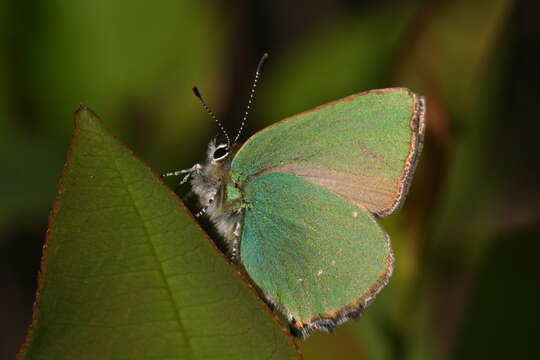 Plancia ëd Callophrys rubi (Linnaeus 1758)