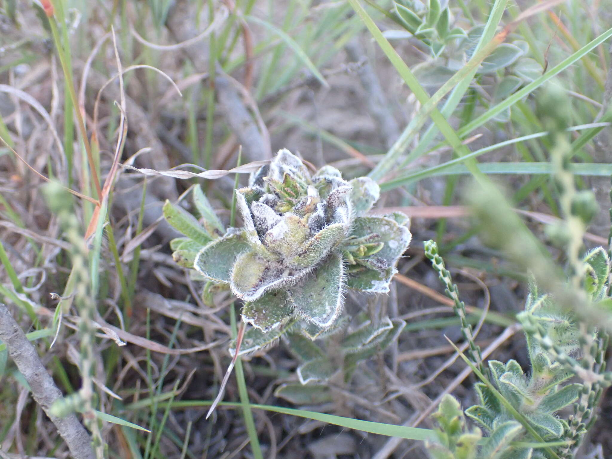 Image of Lobostemon trigonus (Thunb.) Buek