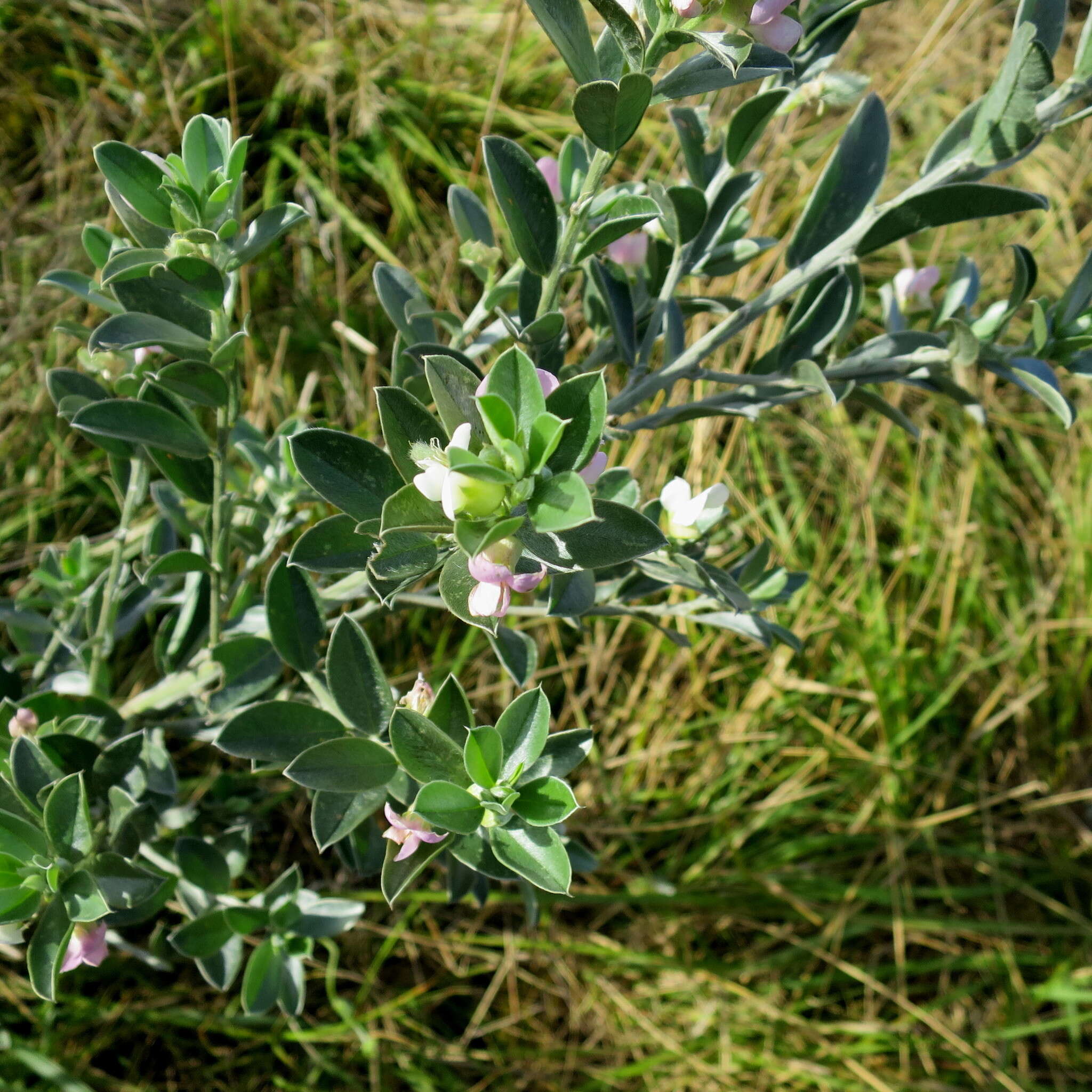 Image of Podalyria myrtillifolia Willd.