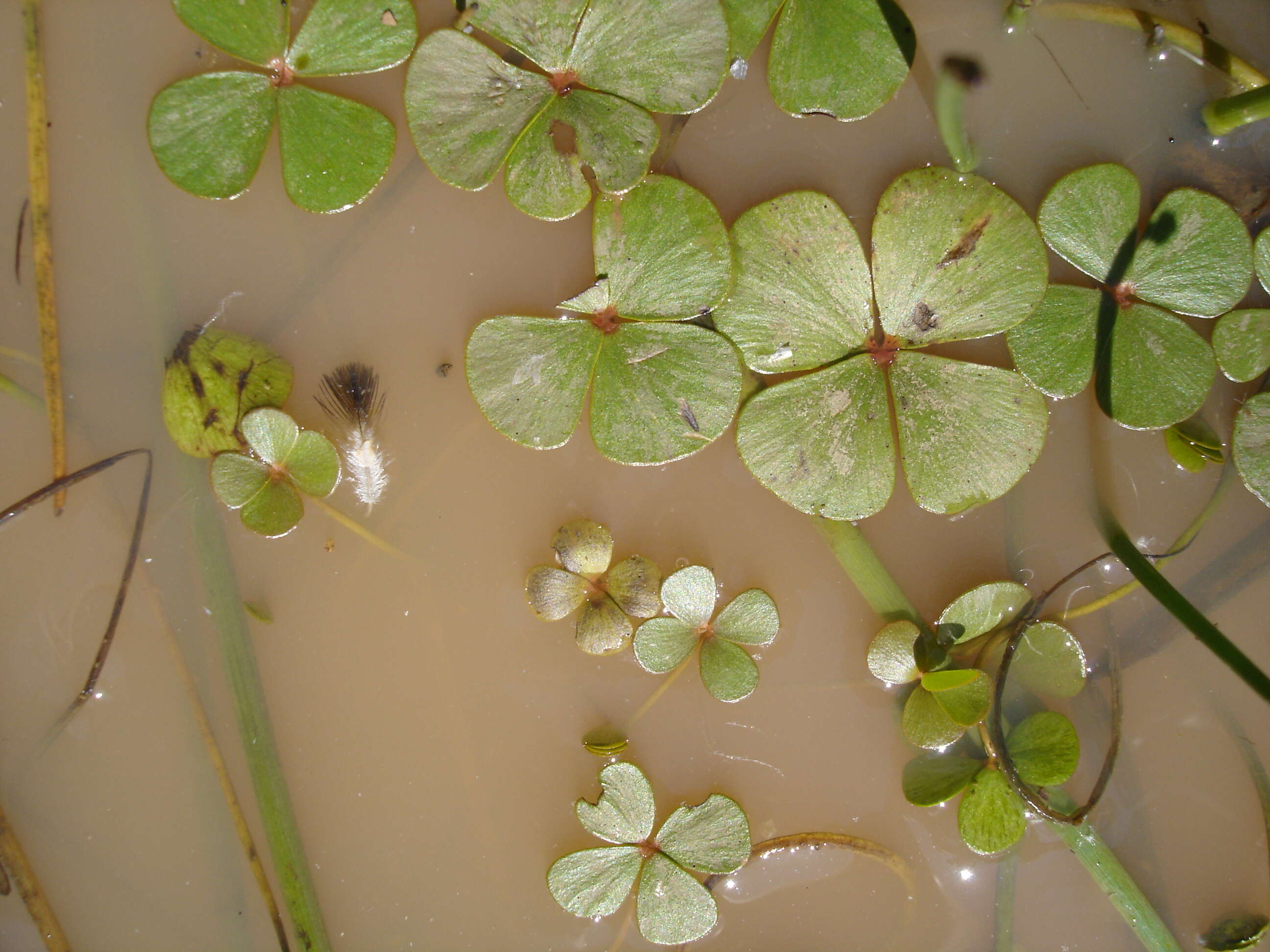 Image of waterclover