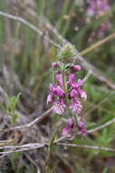 Imagem de Stachys grandidentata Lindl.