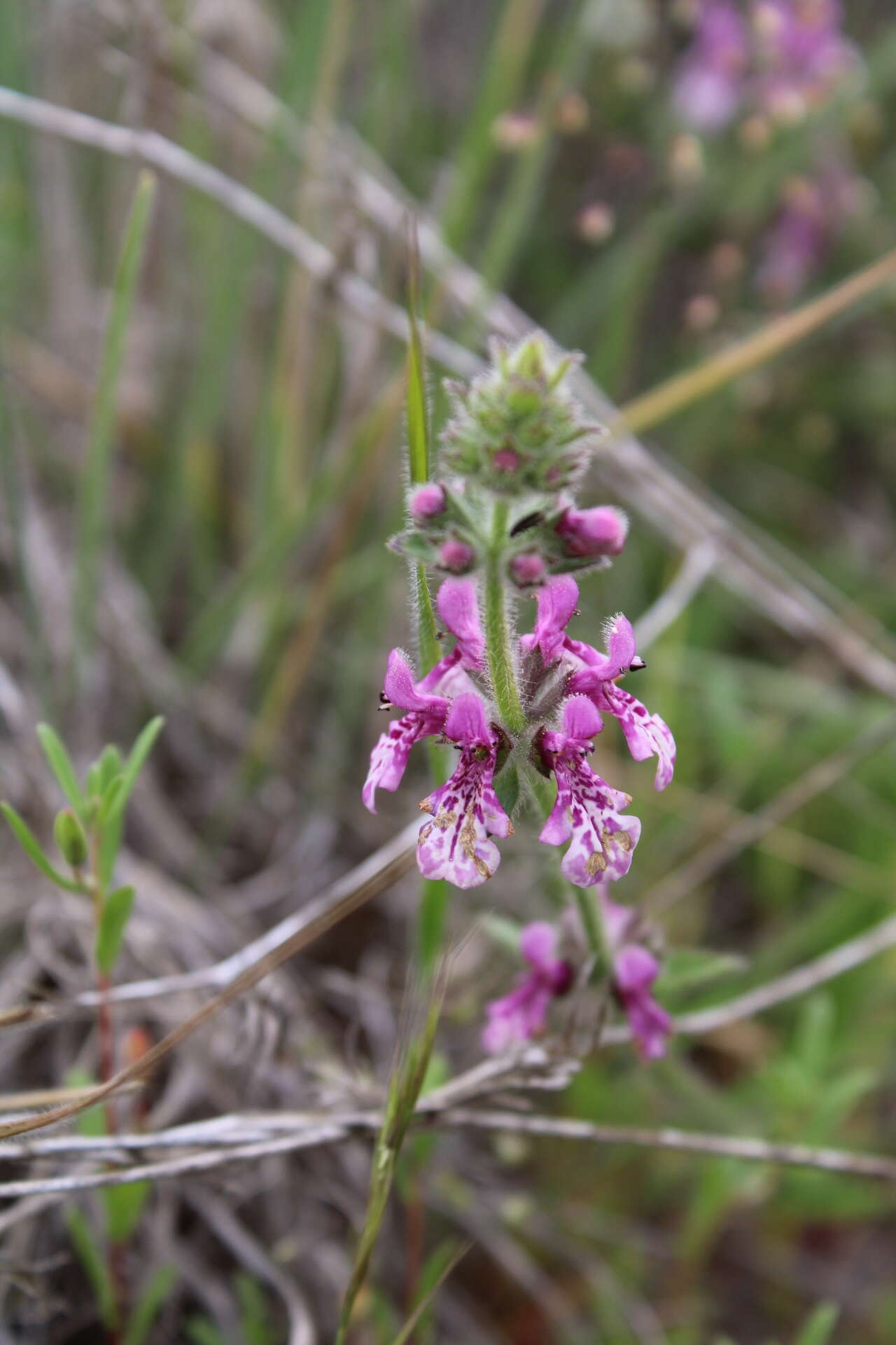 Imagem de Stachys grandidentata Lindl.