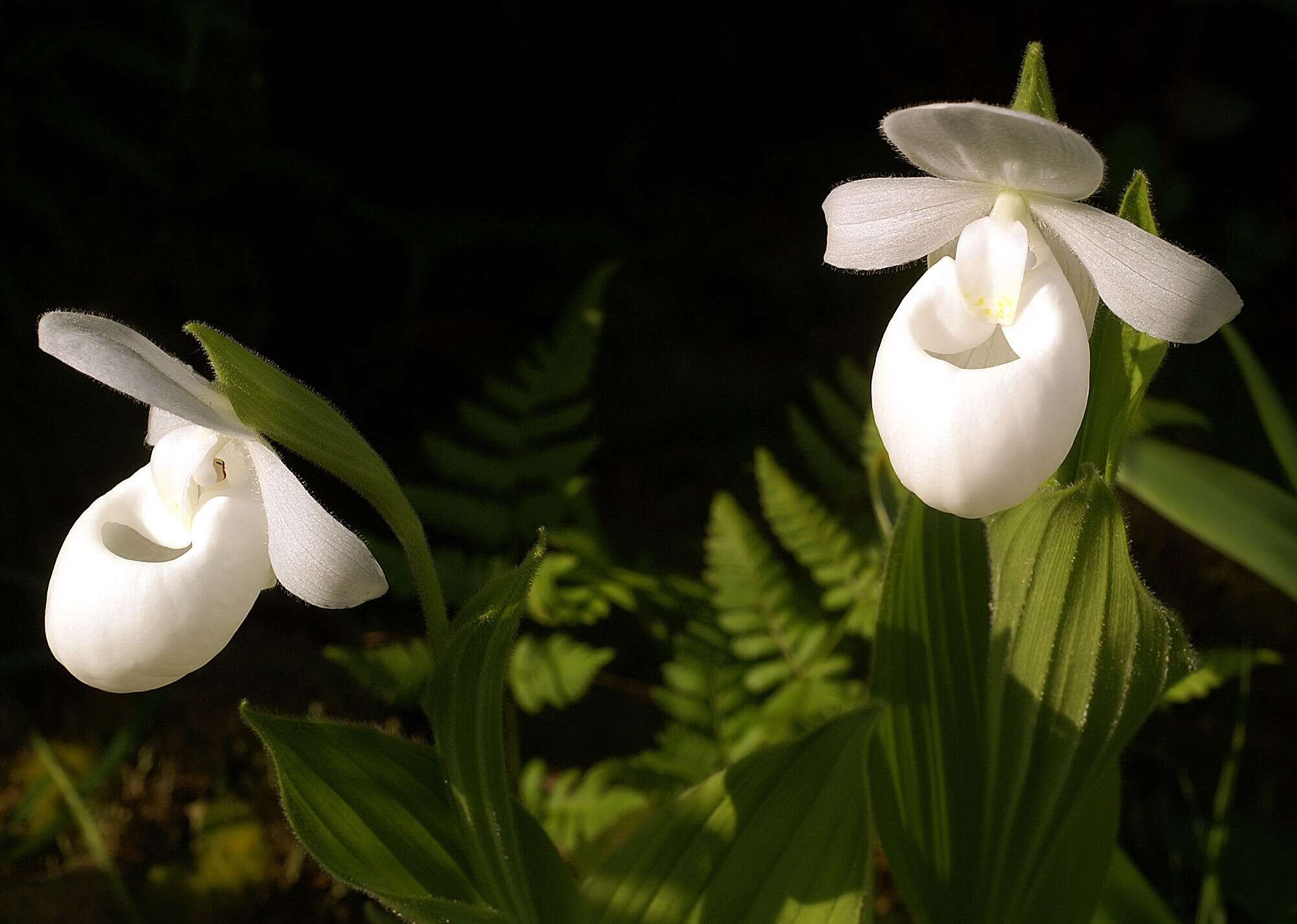 Image of Showy lady's slipper