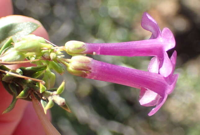 Image of Freylinia vlokii E. J. Van Jaarsveld