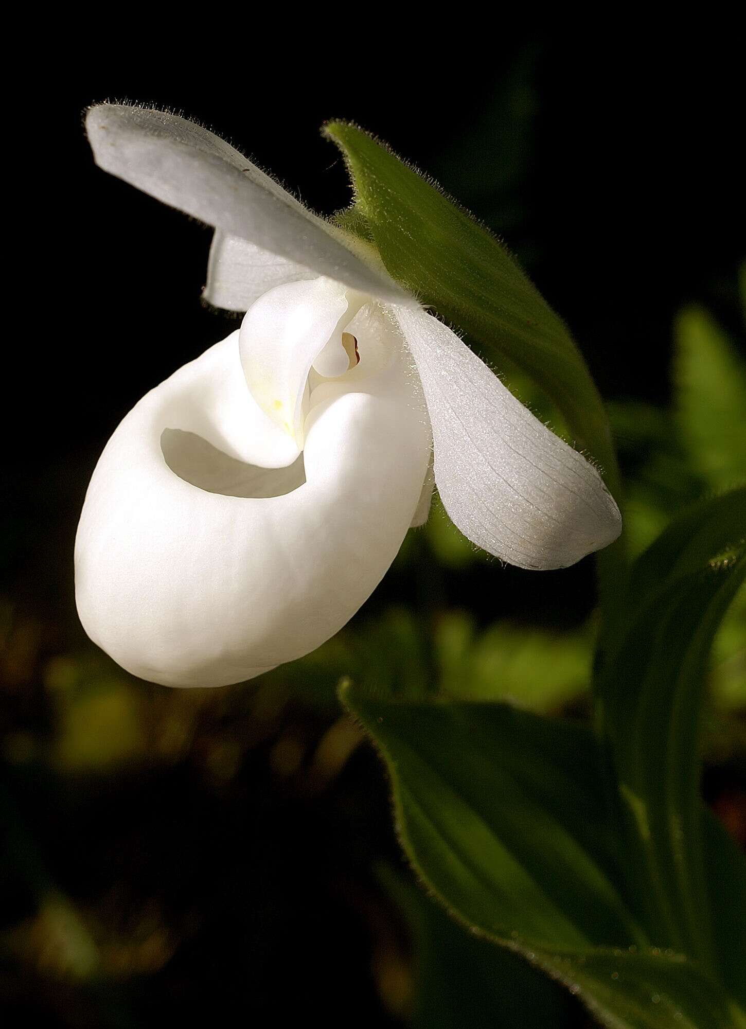 Image of Showy lady's slipper