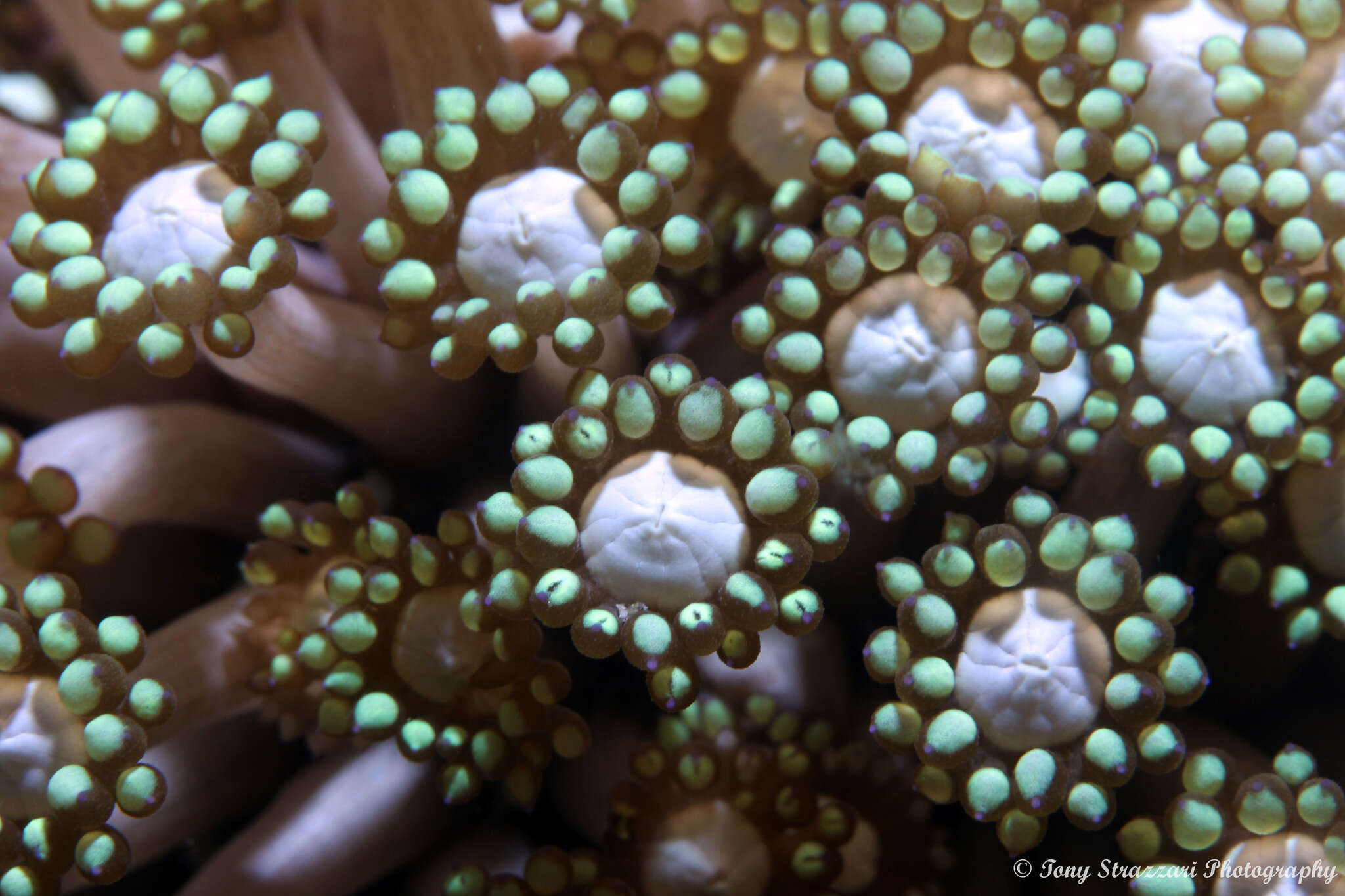 Image of anemone coral