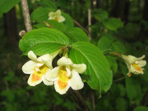 Image of weigela