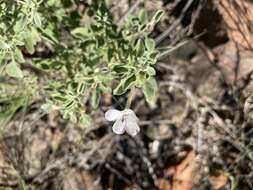 Image of Barleria heterotricha Lindau