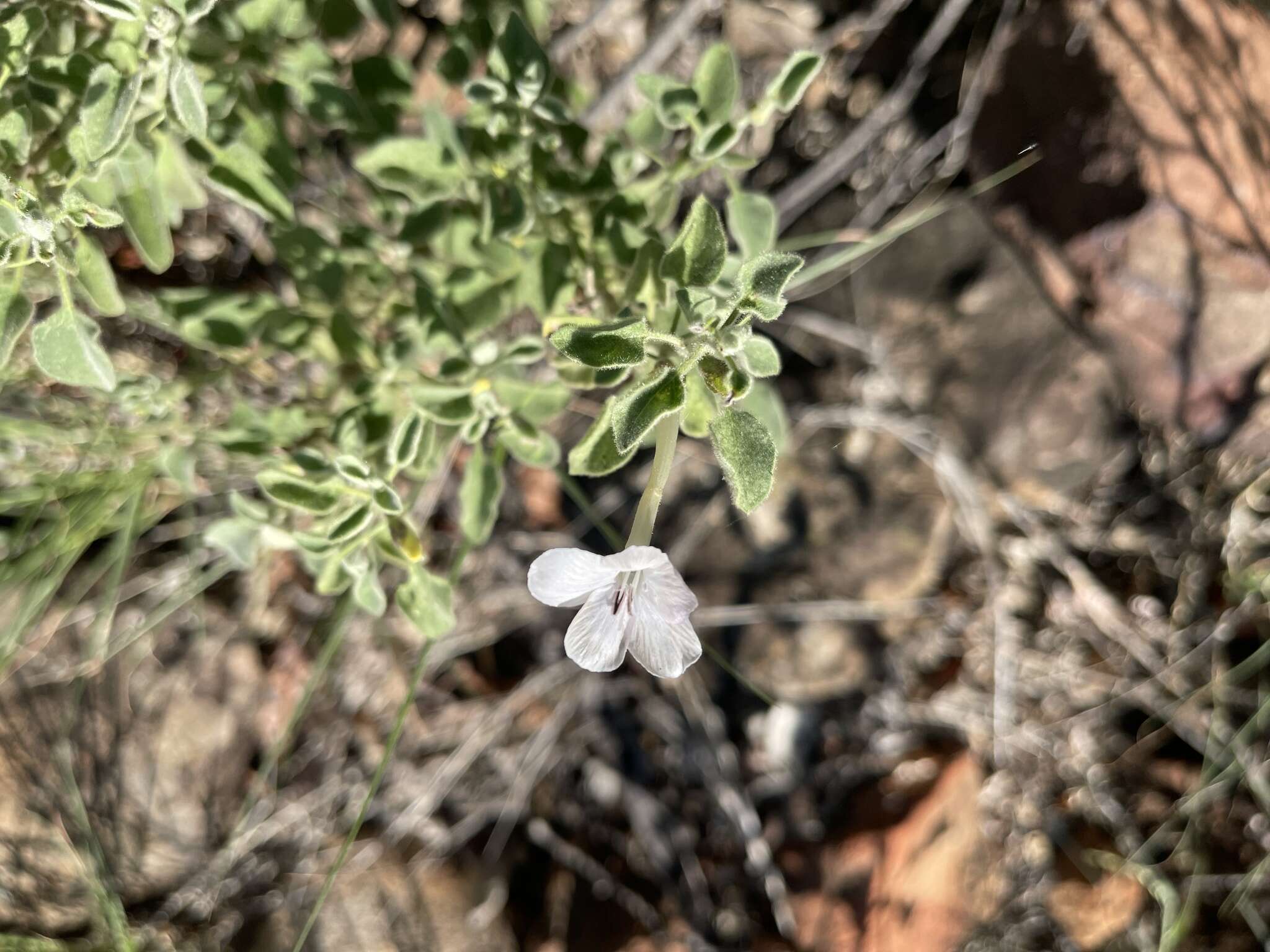 Image of Barleria heterotricha Lindau