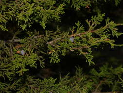 Juniperus monosperma (Engelm.) Sarg. resmi