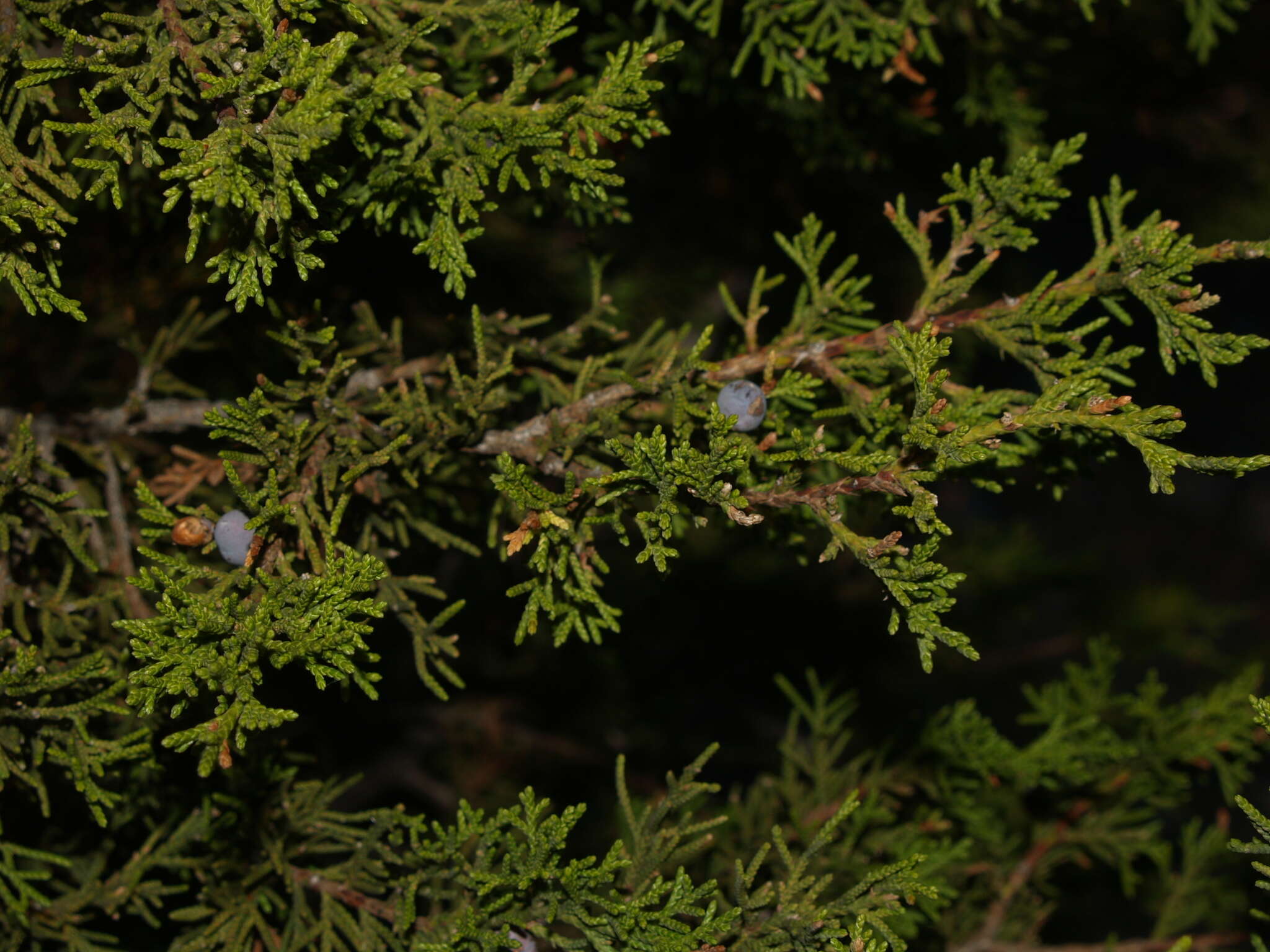 Juniperus monosperma (Engelm.) Sarg. resmi