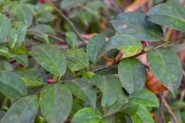 Imagem de Ilex pubescens Hook. & Arn.