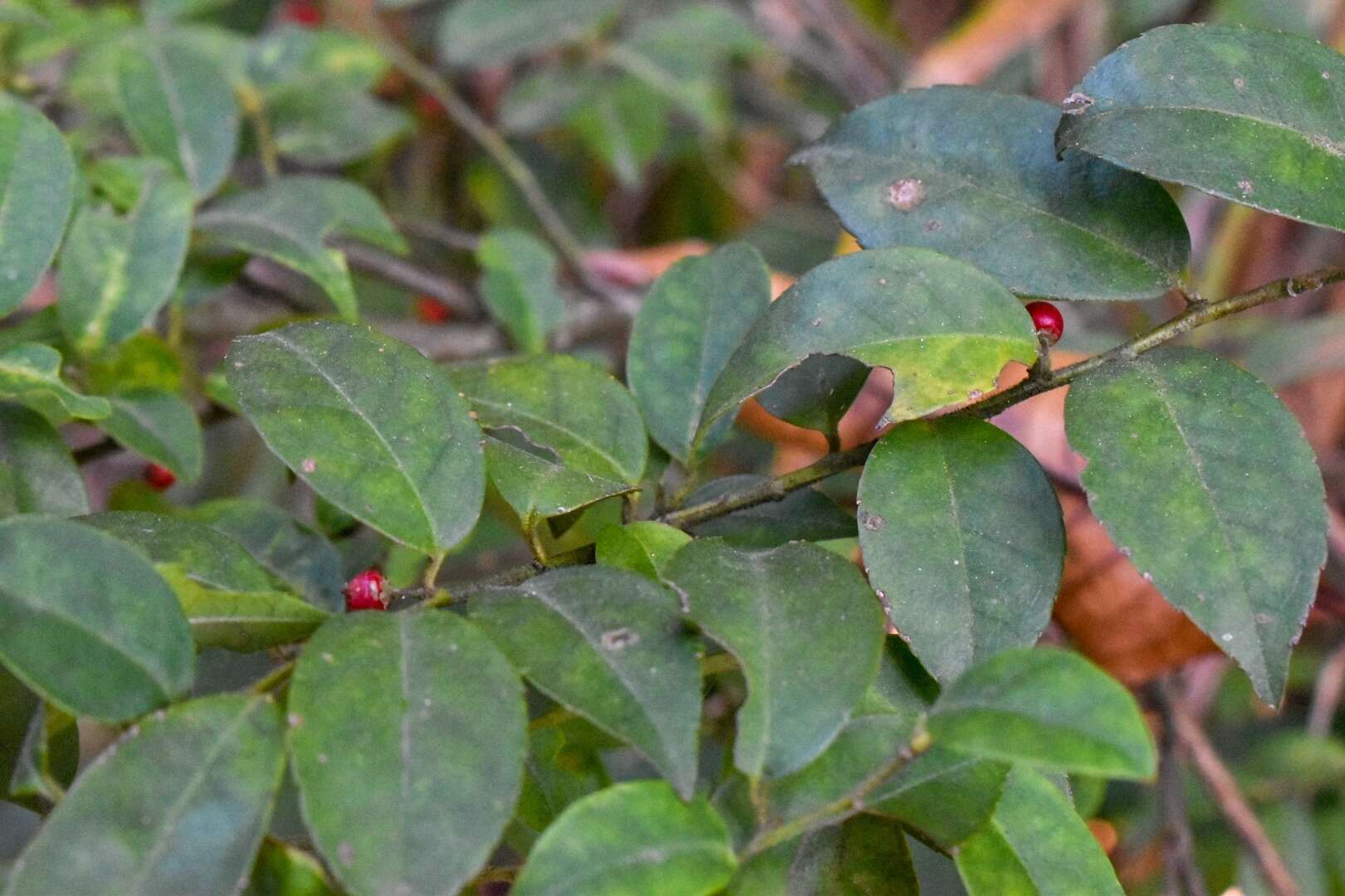 صورة Ilex pubescens Hook. & Arn.