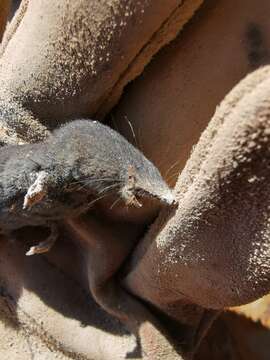 Image of Yucatan Small-eared Shrew