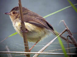 Image of Prinia Horsfield 1821