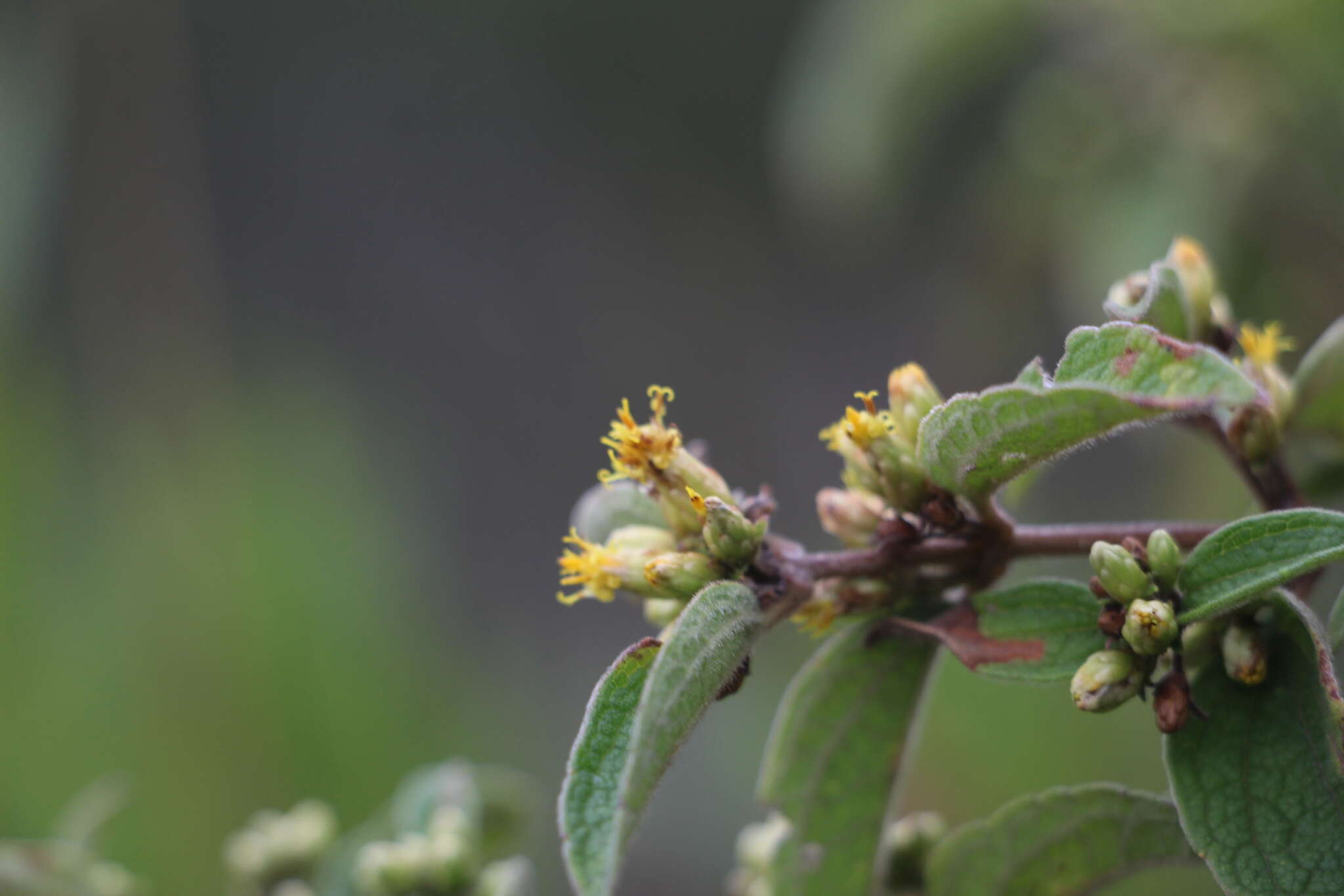 Imagem de Calea sessiliflora Less.