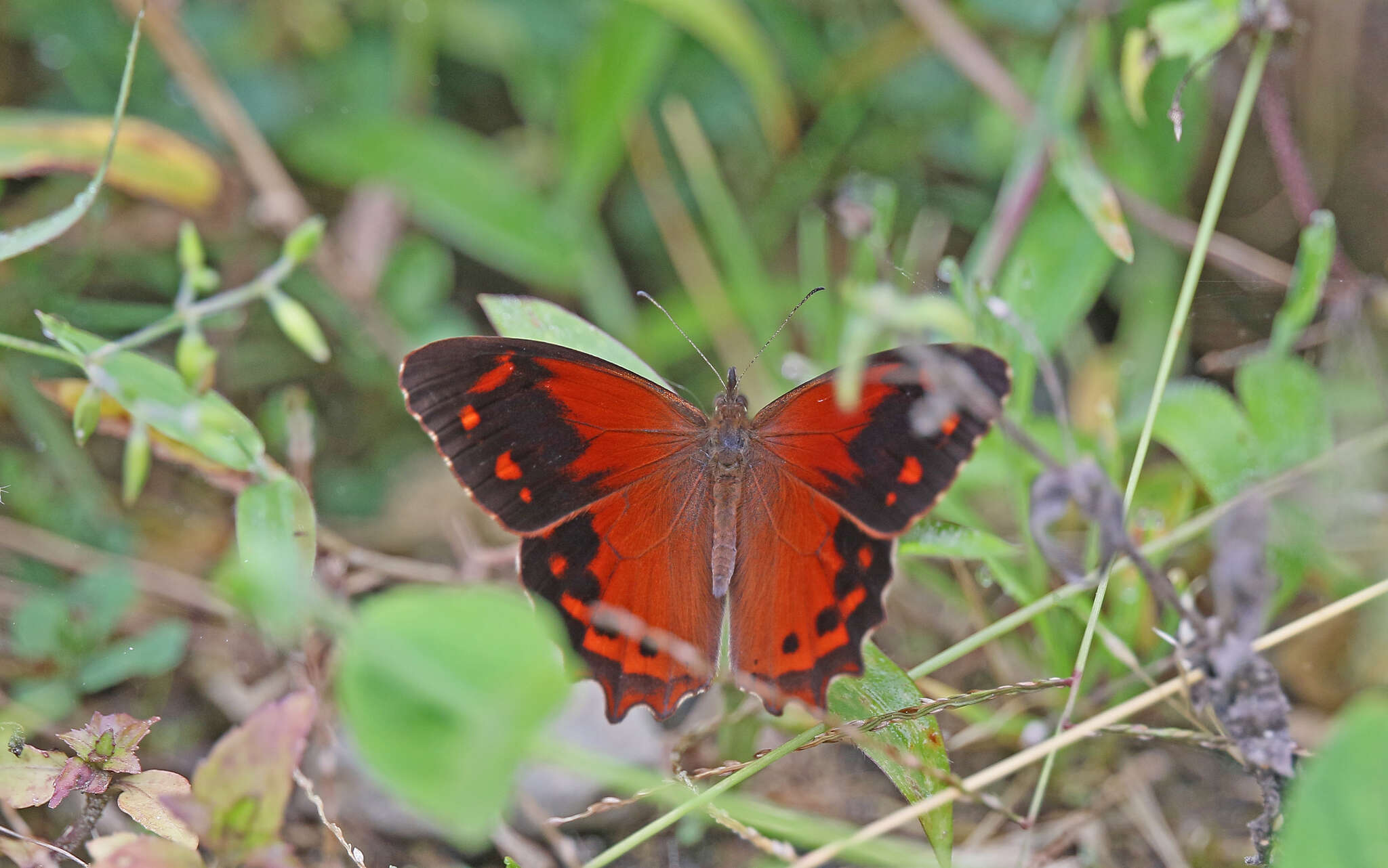 Lasiophila orbifera Butler 1868的圖片