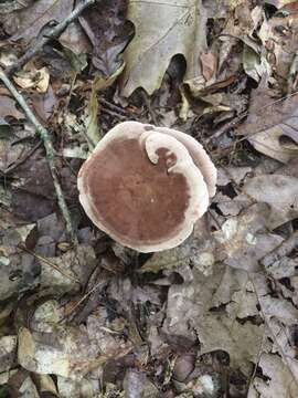 Image of Velvet tooth