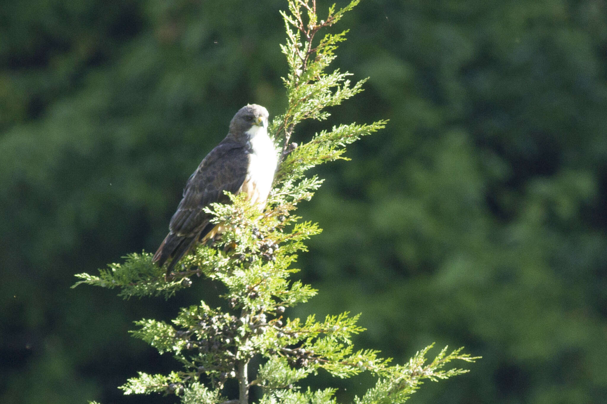 Buteo jamaicensis costaricensis Ridgway 1874 resmi