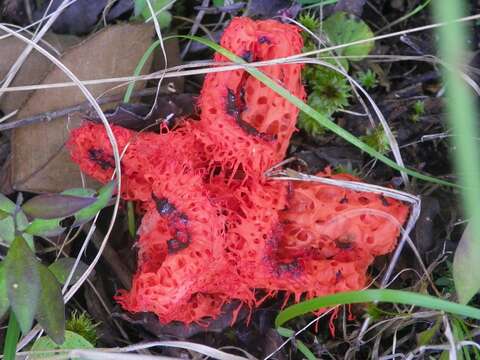 Image of Clathrus cristatus Fazolino, Calonge & Baseia 2010