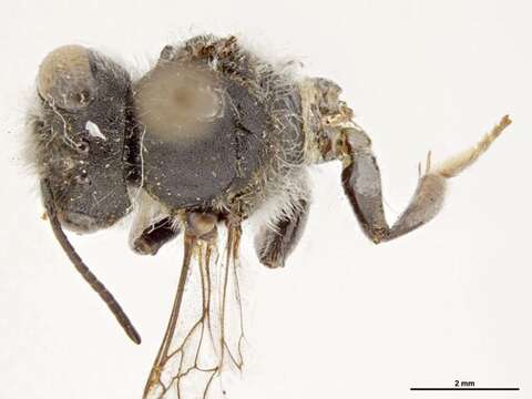Image of Megachile kirbiella Rayment 1935